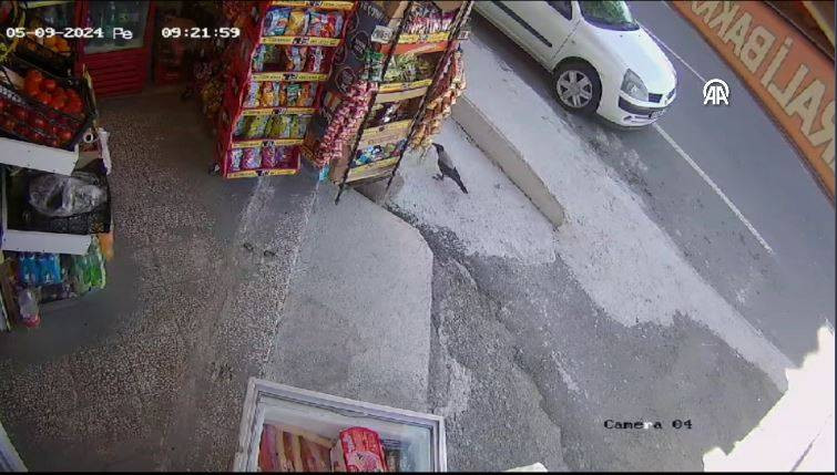 Bakkaldan cips çalan karga suçüstü yakalandı! Etrafı kolaçan etti paketi alıp kaçtı - Resim: 32